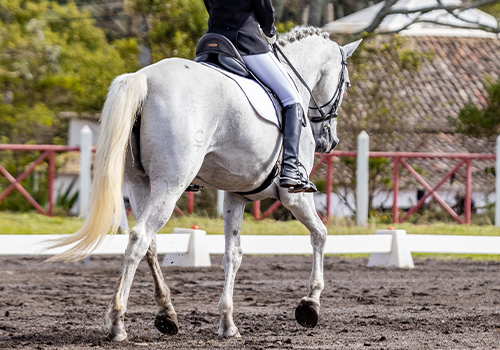 Cavalo branco em competição de hipismo